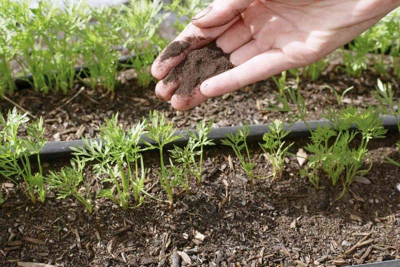 Planting Carrot Seeds