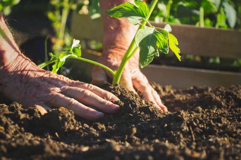 Promotes Sustainable Practices