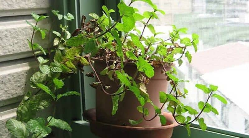 Rotate Mint Plants