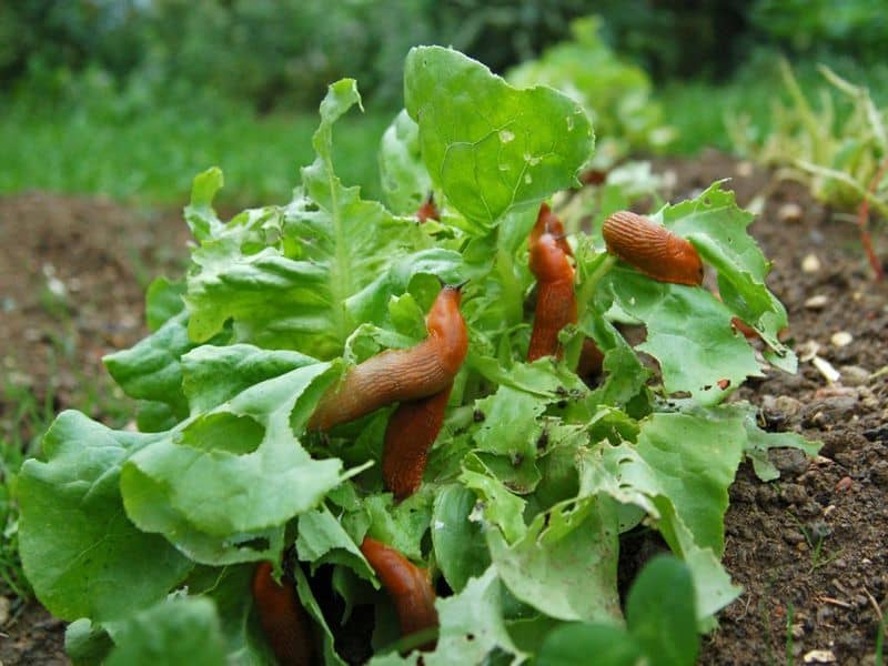 Manage Pest Control