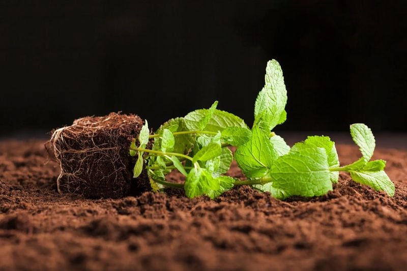 Fertilize Sparingly