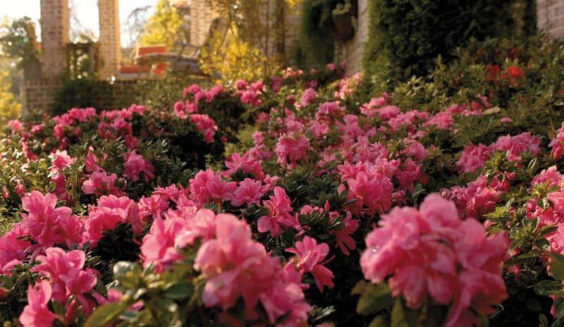 Choose Disease-Resistant Varieties
