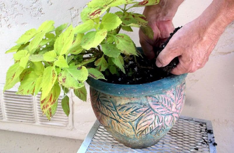 Repot if Necessary