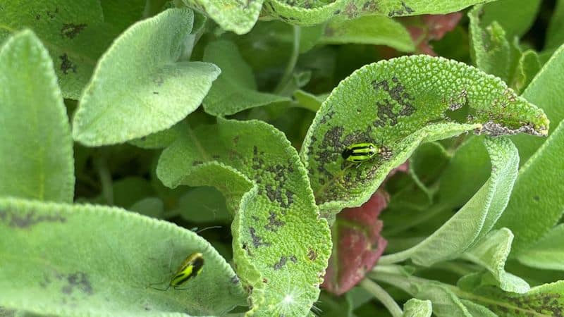 Monitor for Pests