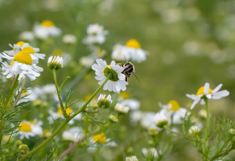 Protect from Pests