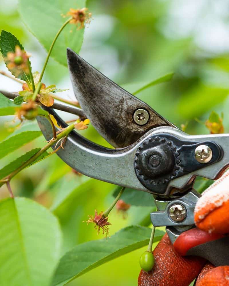 Pruning Shears