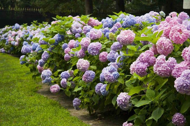 Fertilize Regularly