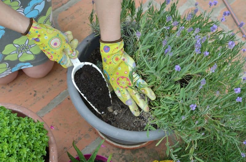 Feeding the Plants