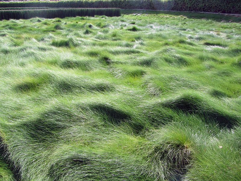 Red Fescue