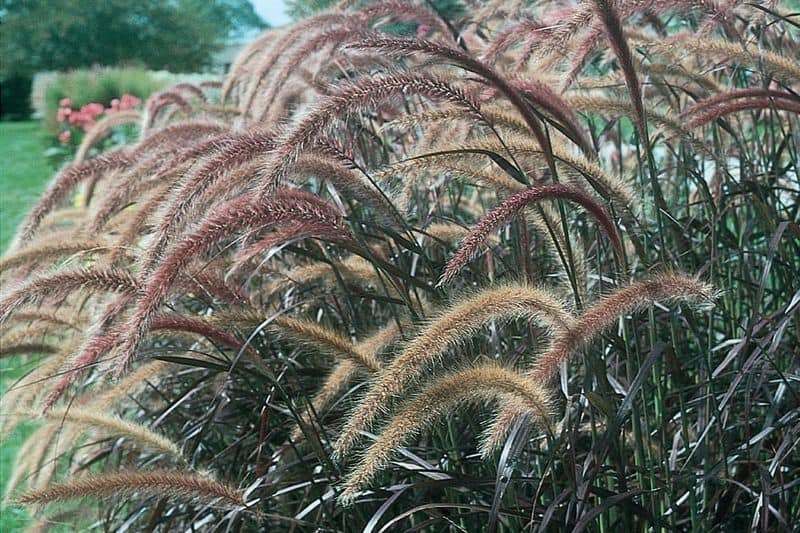 Purple Fountain Grass (Pennisetum setaceum)