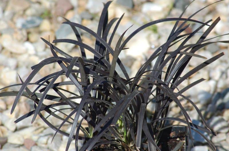 Black Mondo Grass