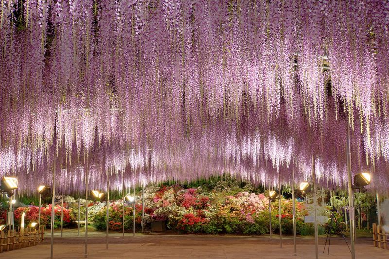 Japanese Wisteria