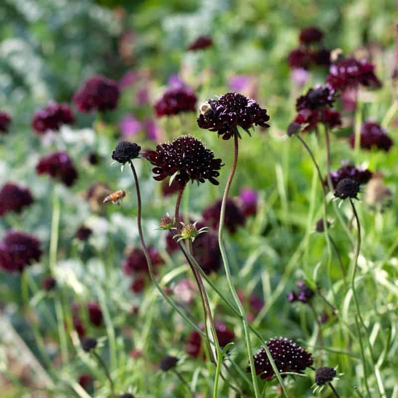 Black Scabiosa
