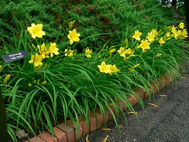 Daylilies