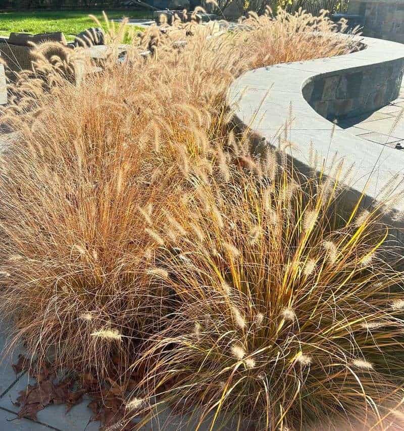 Red Rooster Grass