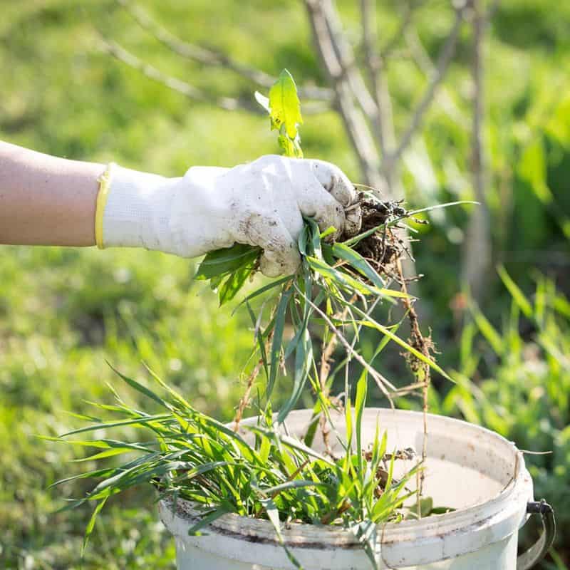 Reduces Weeds Naturally