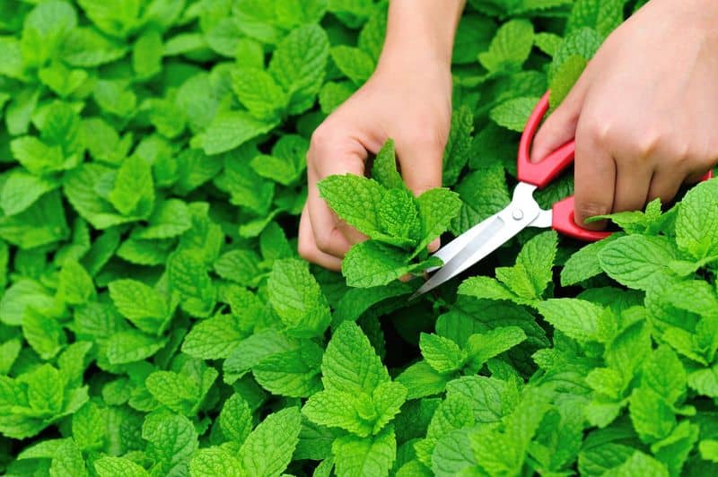 Prune for Bushiness