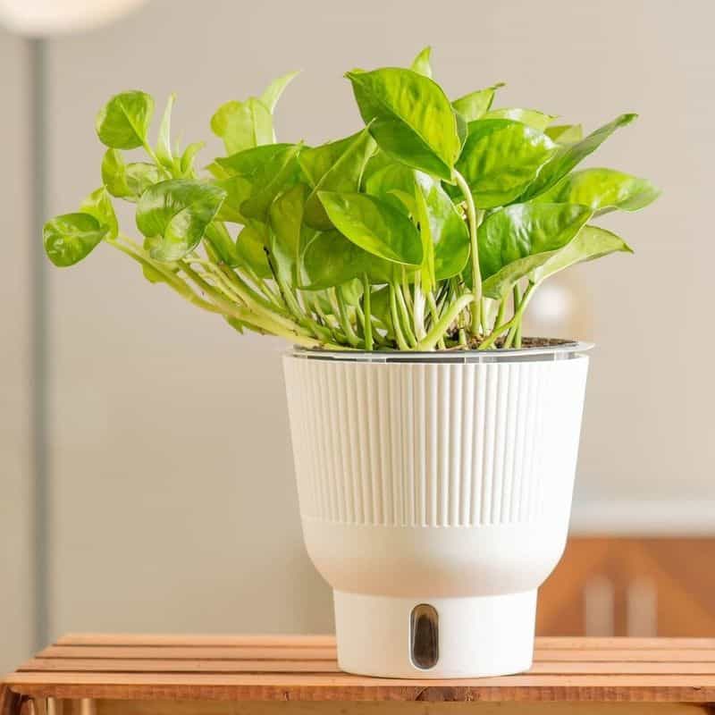 Round Planters and Vases