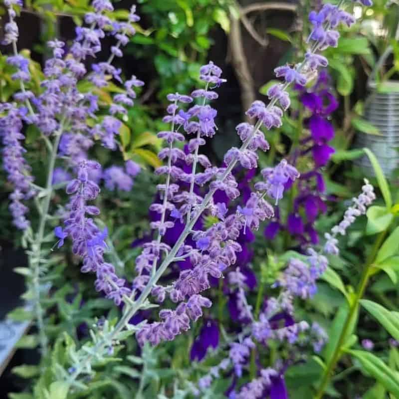 Russian Sage (Perovskia atriplicifolia)