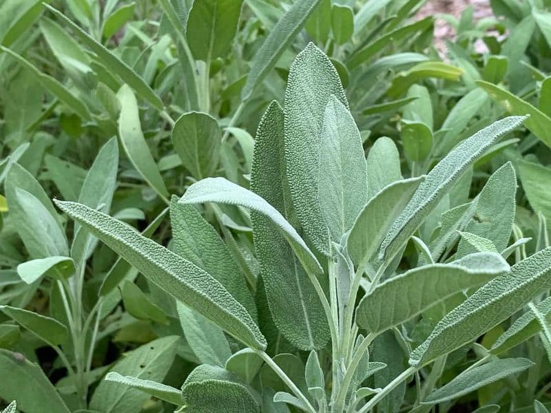 Sage (Salvia officinalis)
