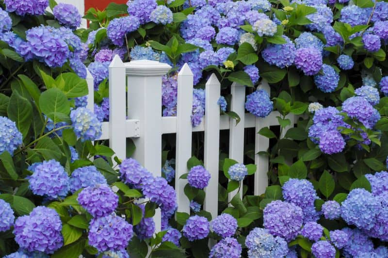 Encourage Blooming