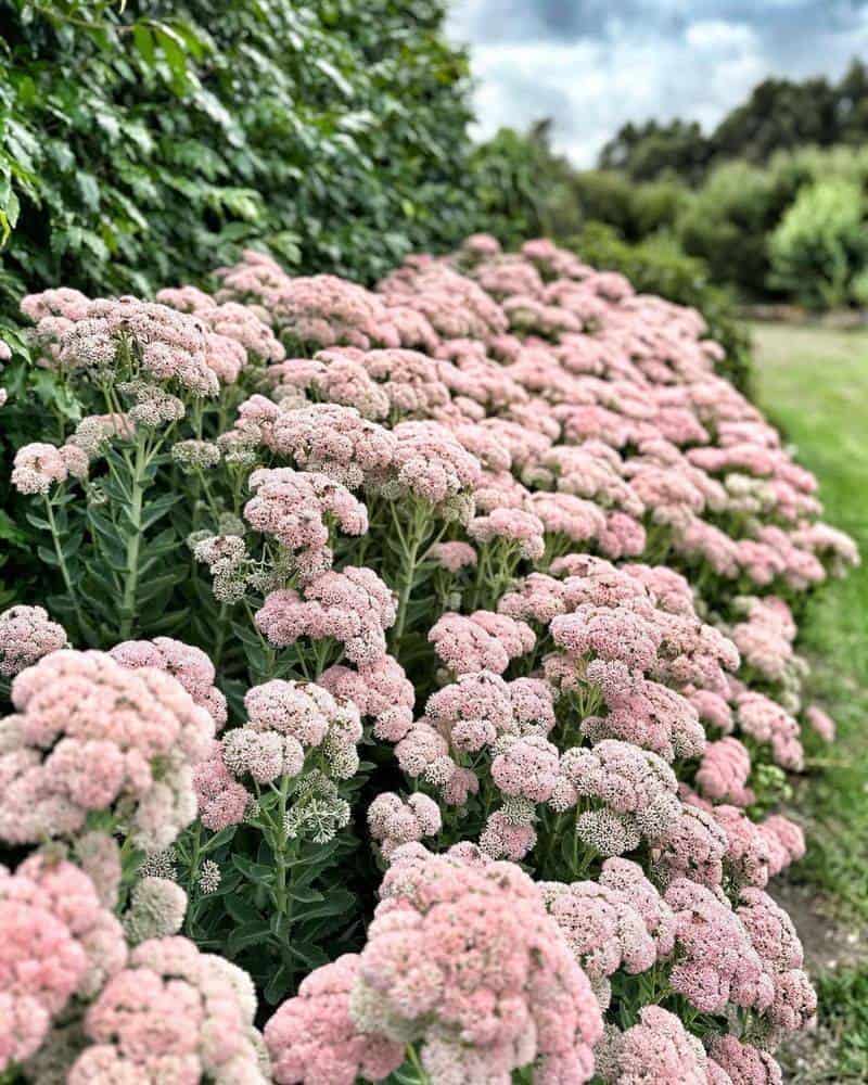Sedum (Sedum spp.)