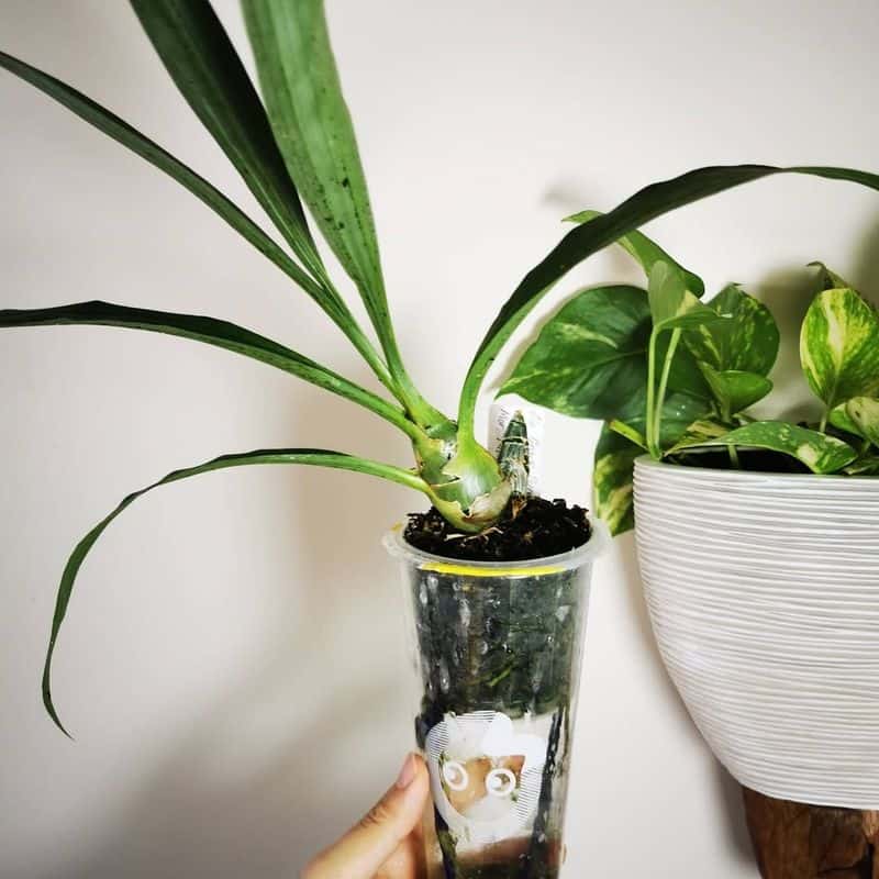 Self-Watering Planter