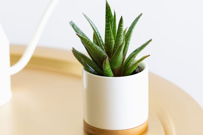 Gasteria