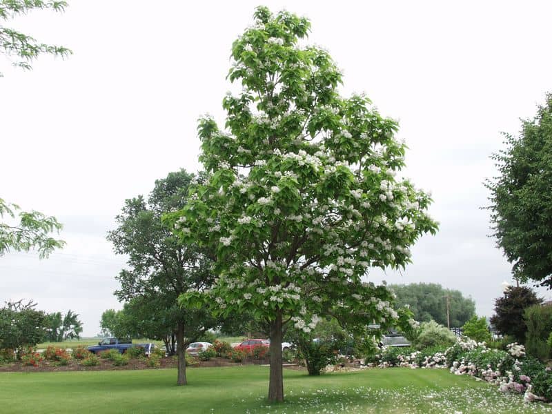 Northern Catalpa