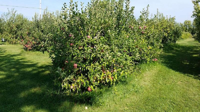 Homestead Orchard