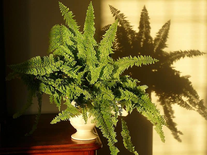 Boston Fern