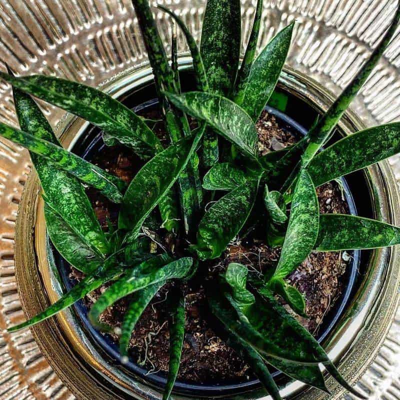 Snake Plant (Sansevieria trifasciata)