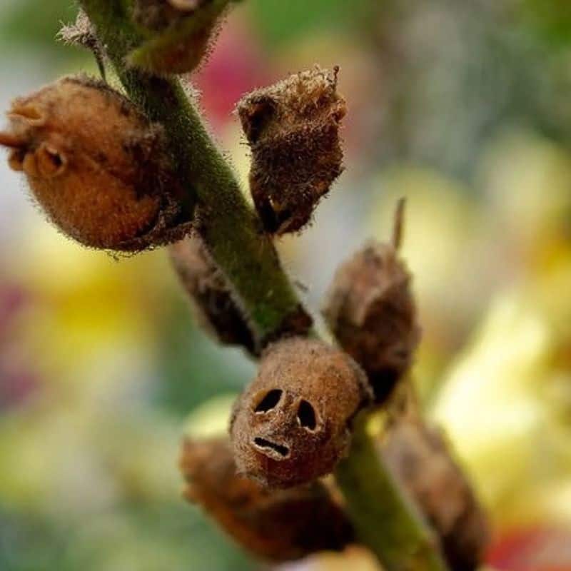 Snapdragon Seed Pods (Antirrhinum majus)