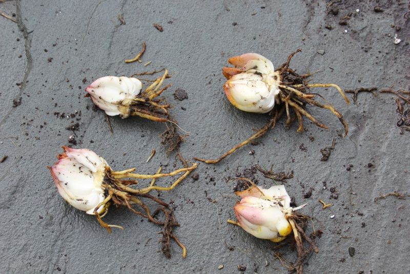 Bulb Selection