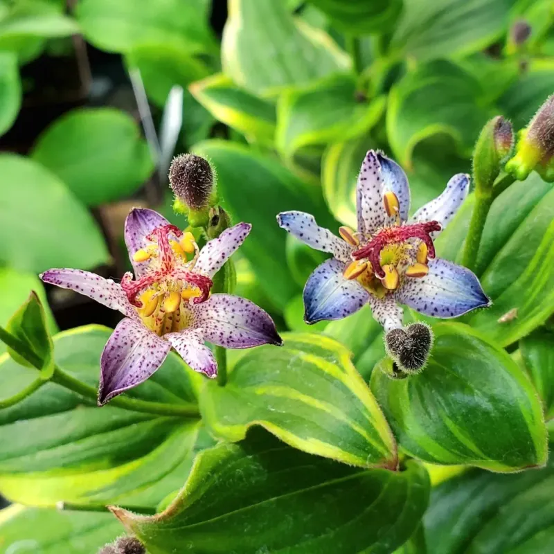 Toad Lily Whimsy