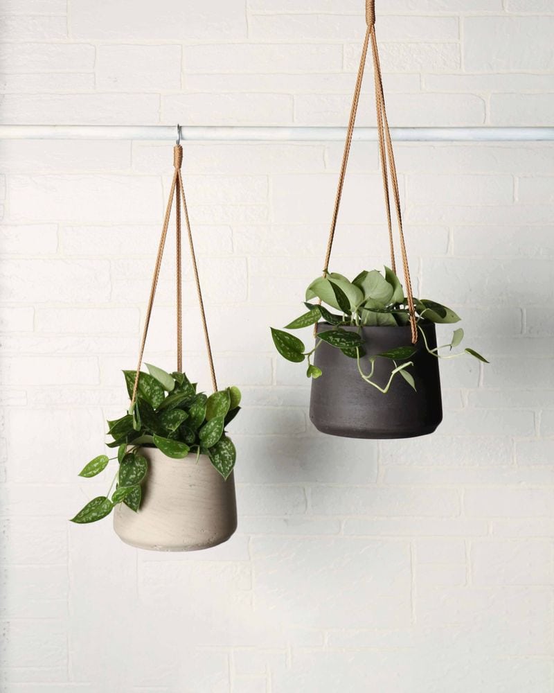 Pothos