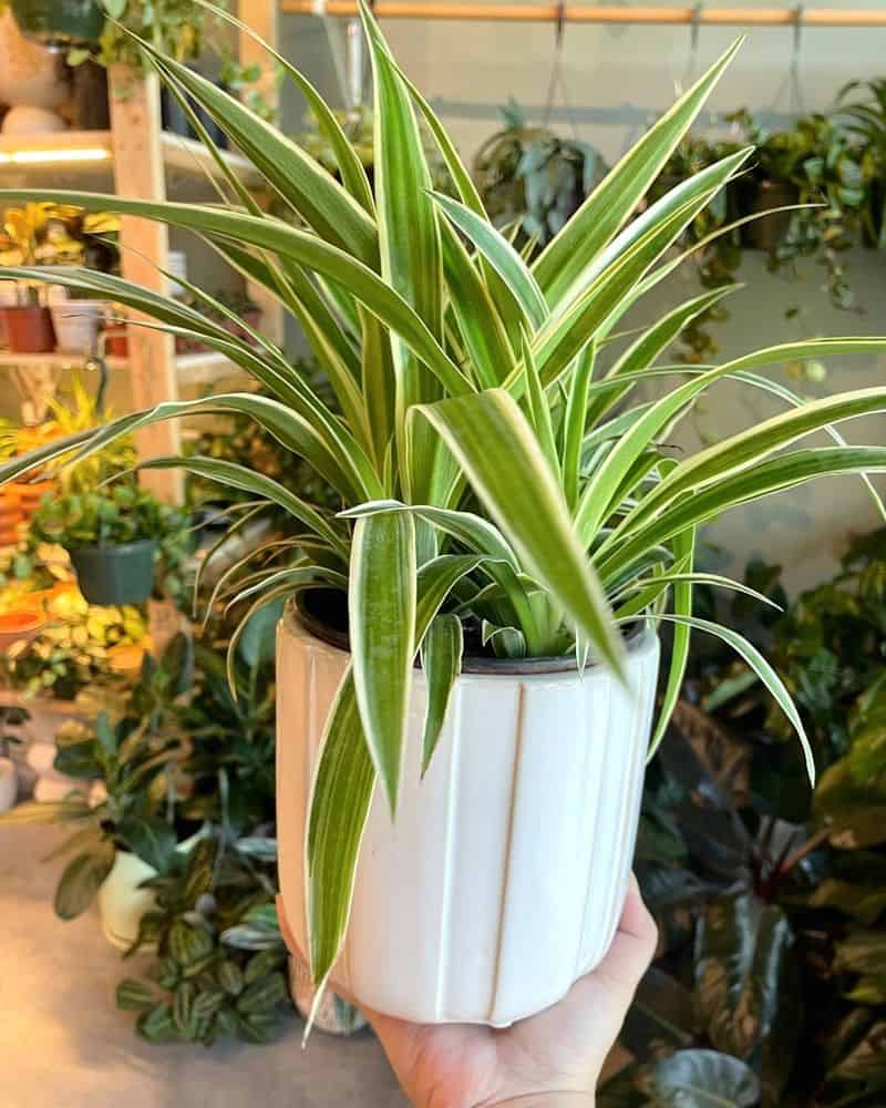 Spider Plant (Chlorophytum comosum)