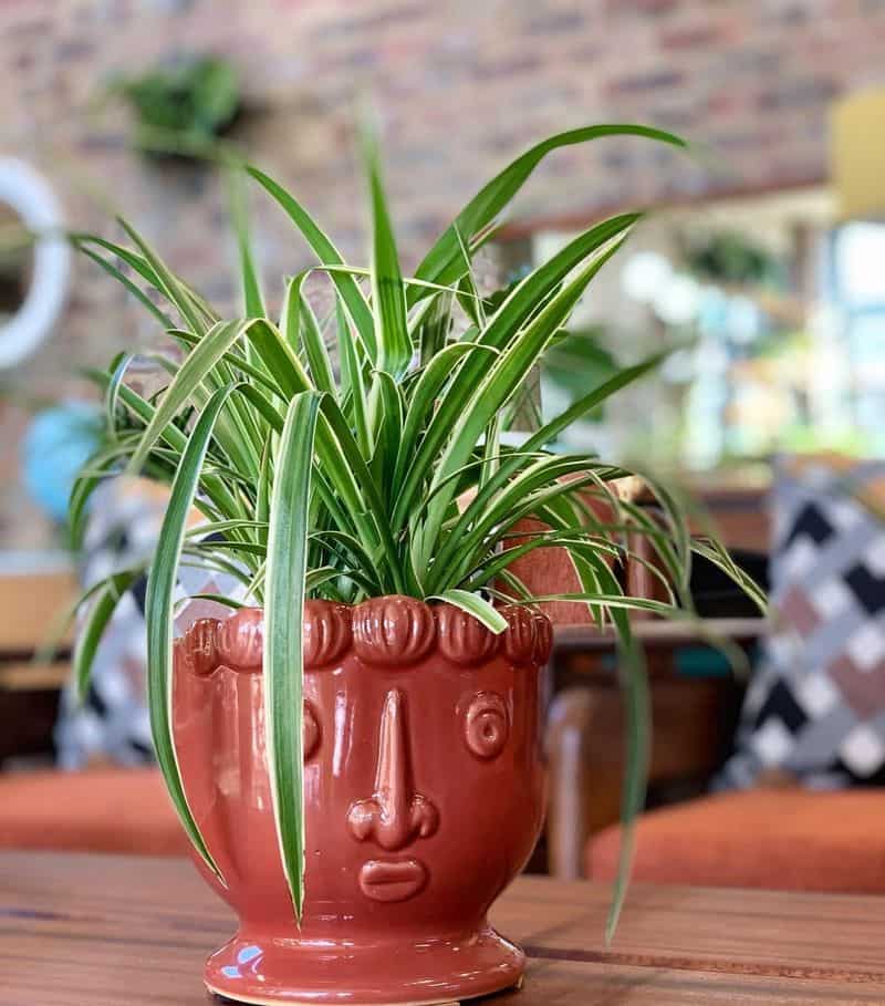 Spider Plant (Chlorophytum comosum)
