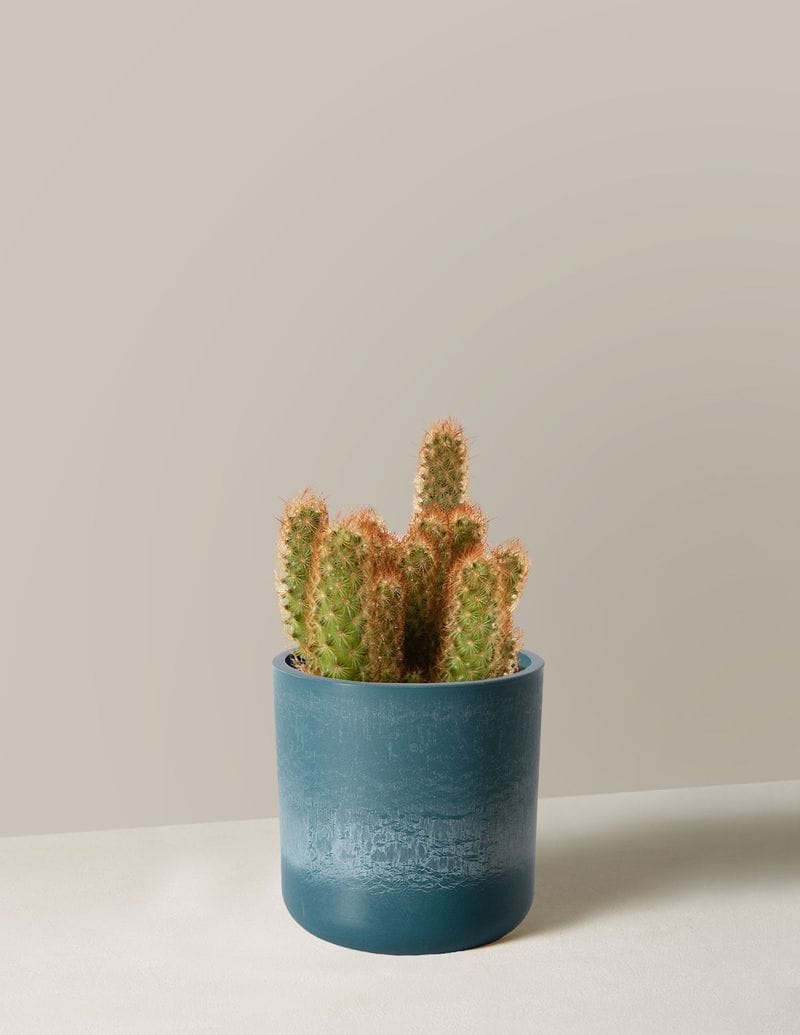 Lady Finger Cactus