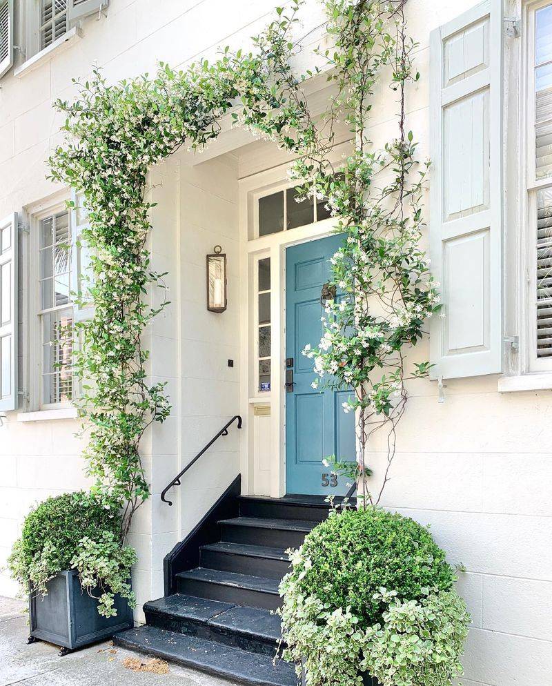 Star Jasmine