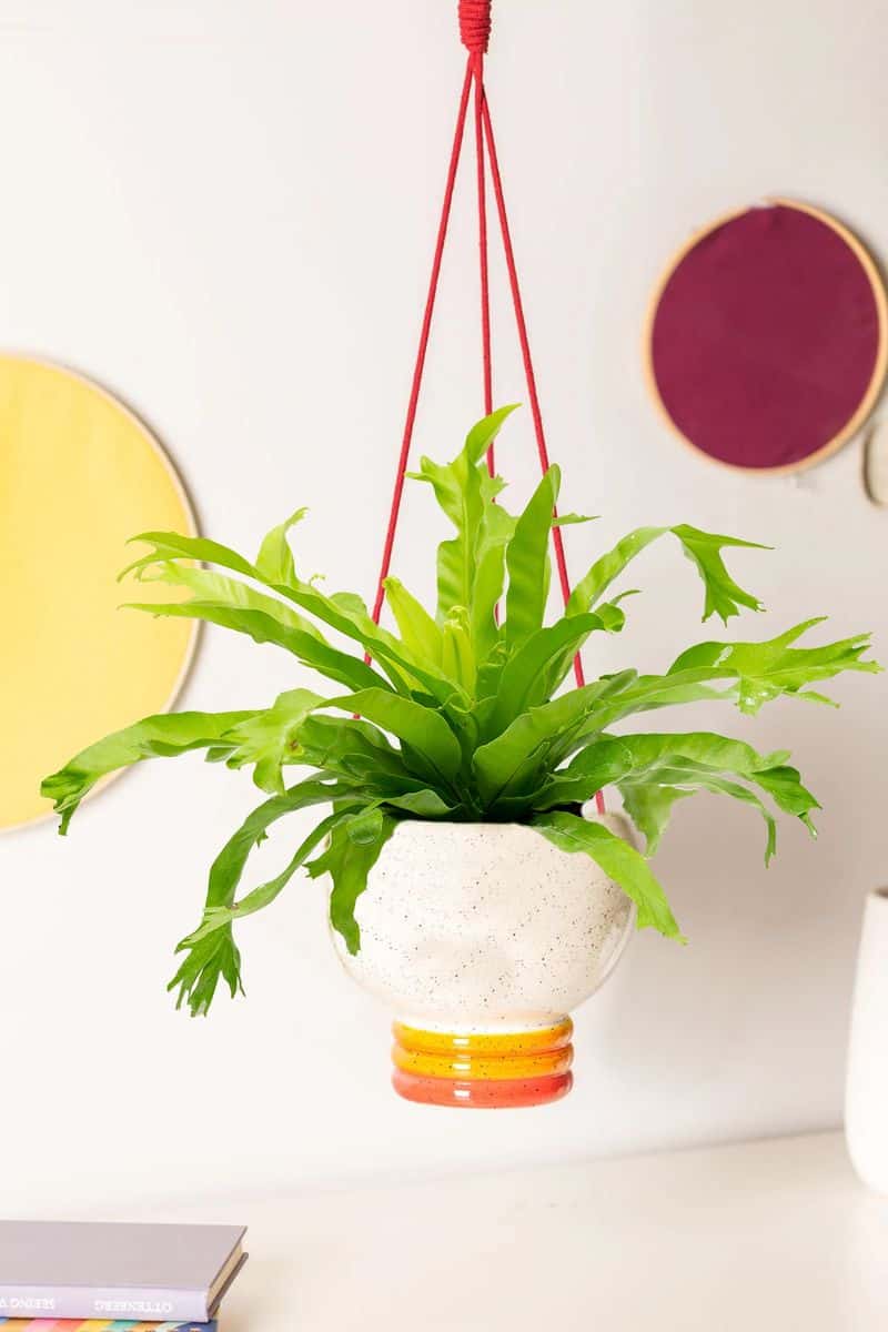 Bird's Nest Fern
