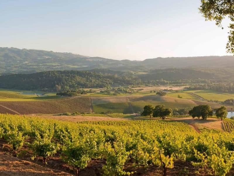 Stunning Vineyards