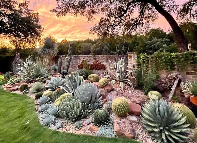 Succulent Symphony