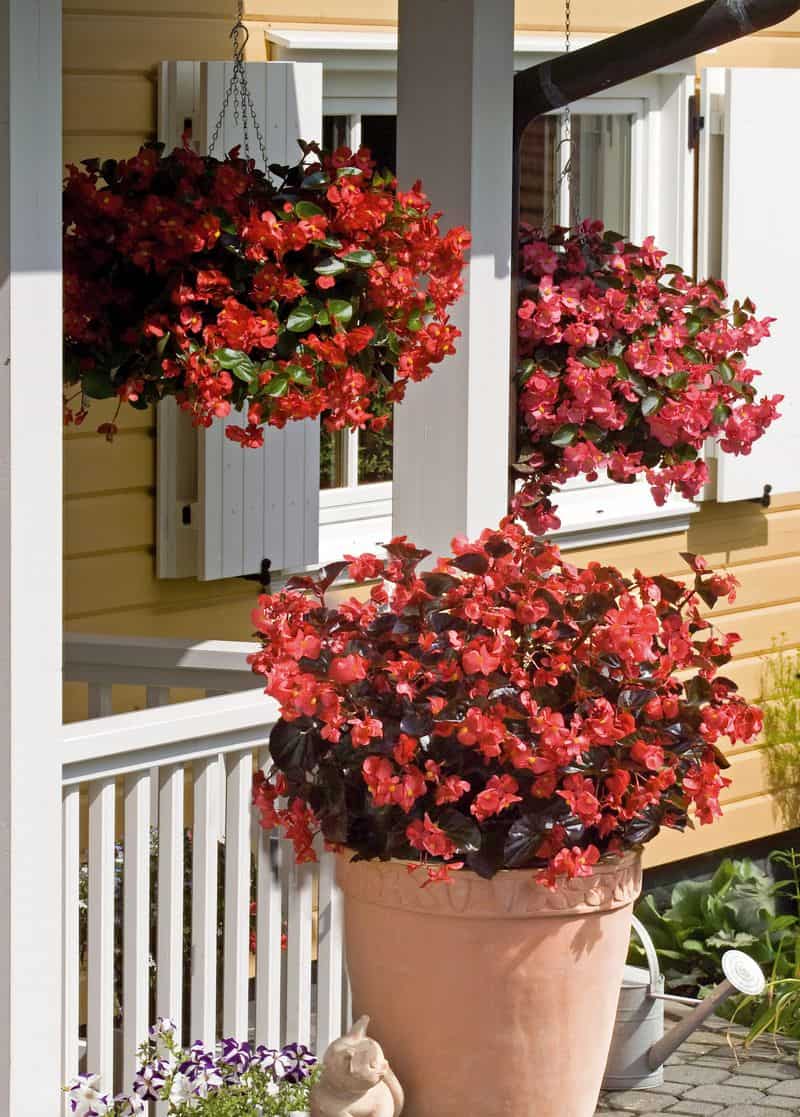Begonias