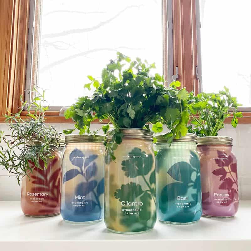 Mason Jar Herb Garden