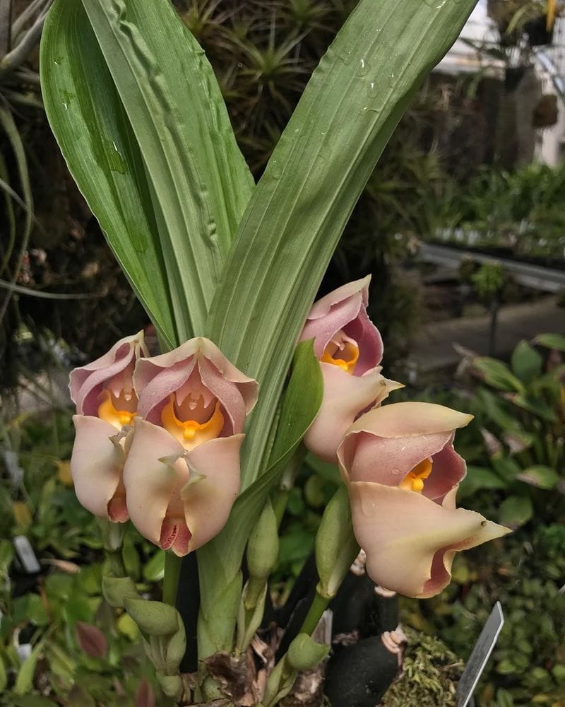 Swaddled Babies Orchid (Anguloa uniflora)