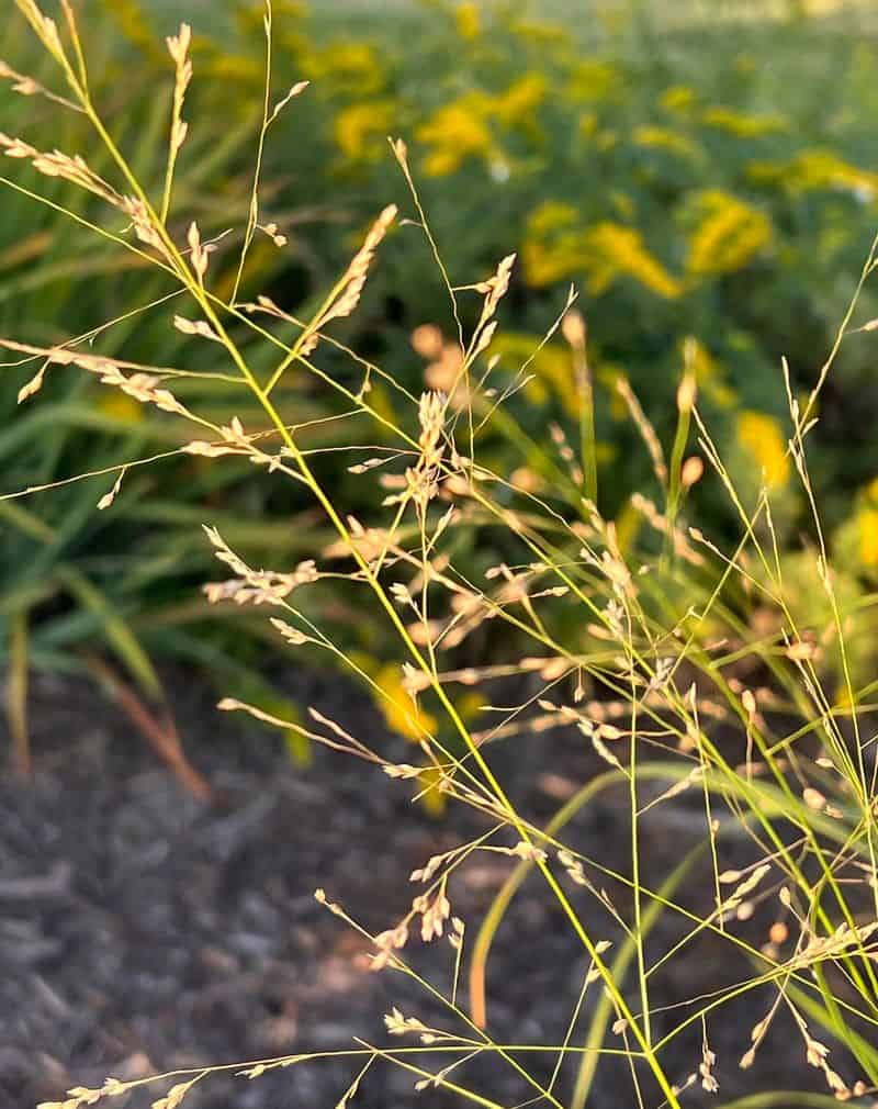 Switchgrass (Panicum virgatum)