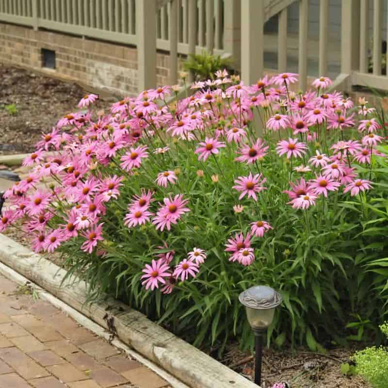 Purple Coneflower