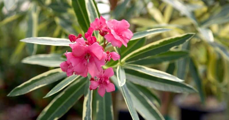 Oleander