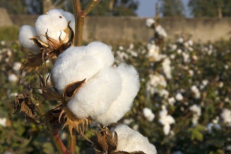 Cotton Plant